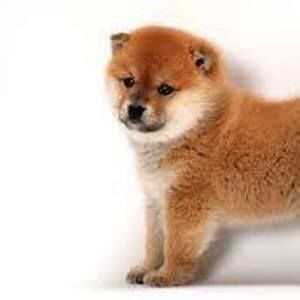 Meet your Posher, Nathan